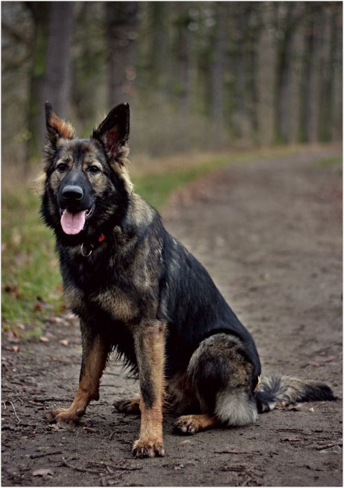 german shepherd dog forest