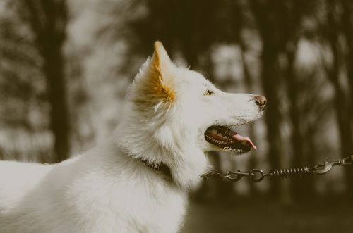 german shepherd dog white