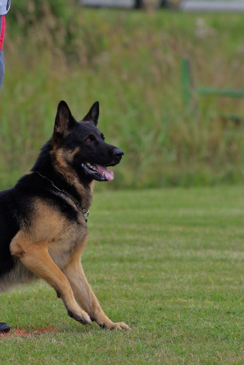 german shepherd dog obedience