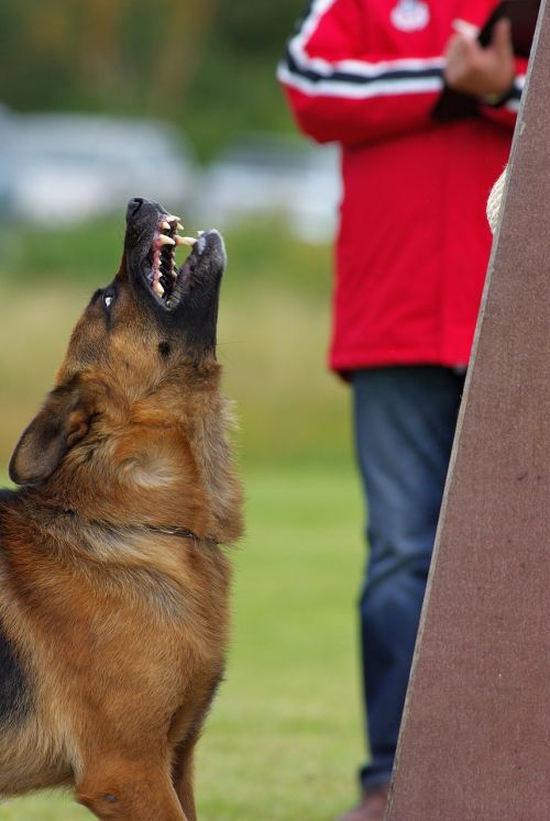 german shepherd dog angry