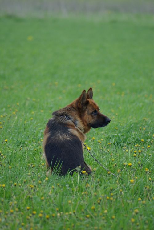 german shepherd dog animal