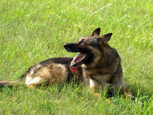 german shepherd dog animal