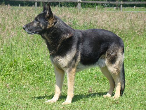 german shepherd schäfer dog dog