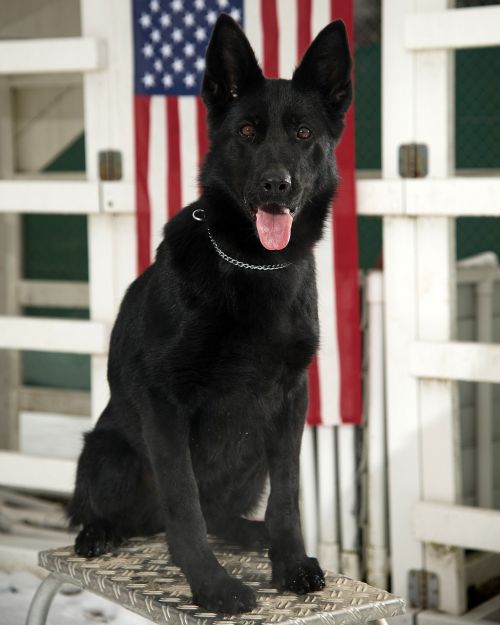 german shepherd black dog