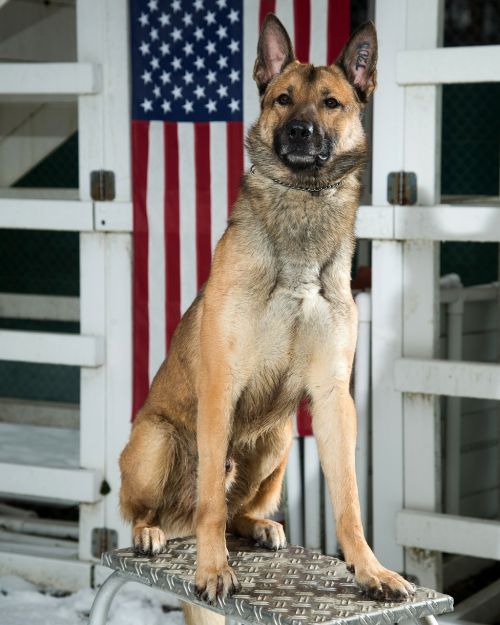 german shepherd dog military