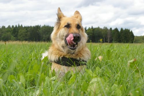 german shepherd dog nos