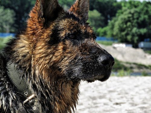 german shepherd wet dog wet