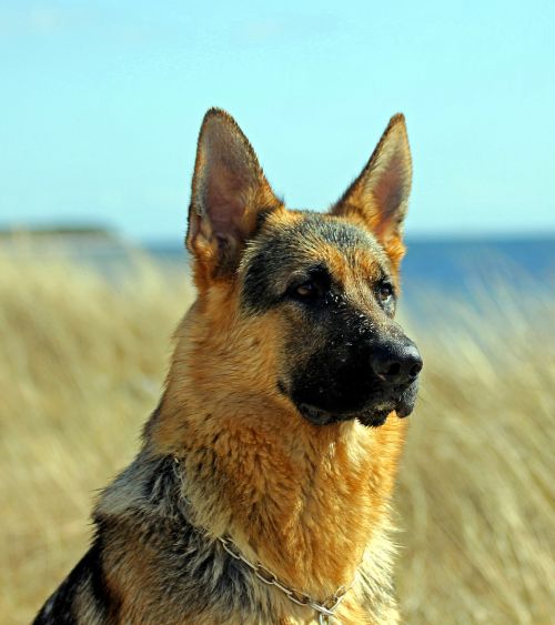 german shepherd dog male portrait