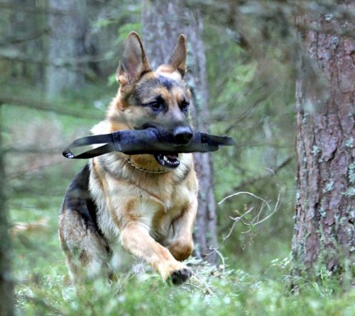 german shepherd dog male play