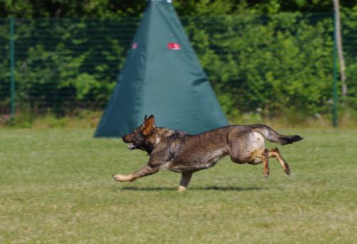 german shepherd dog running dog