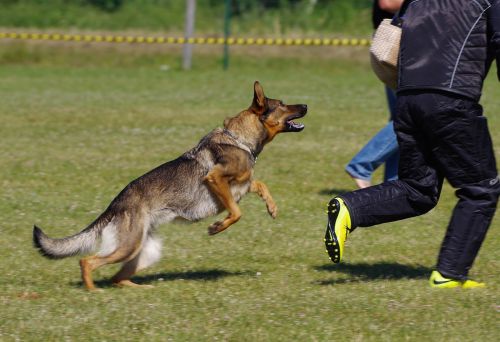 german shepherd dog attack competition