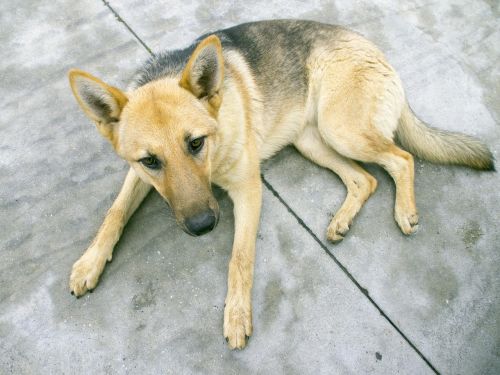 german shepherd dog dog puppy