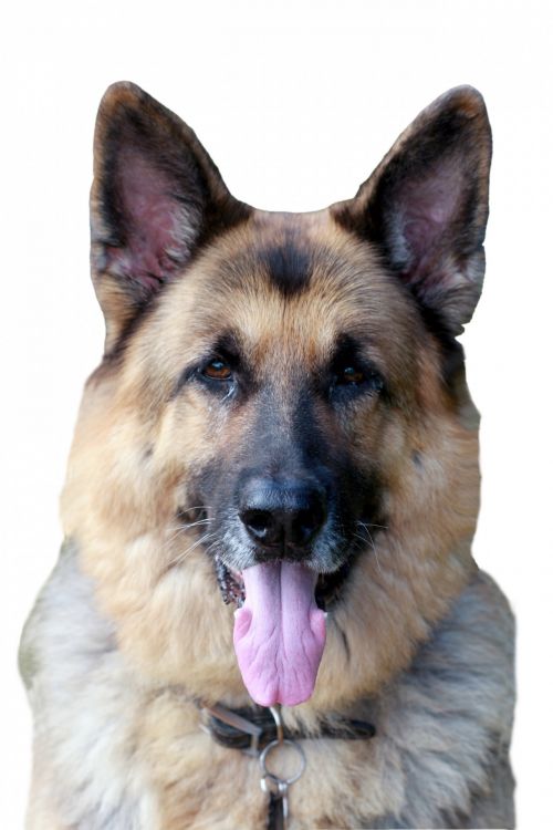 German Shepherd Dog Portrait