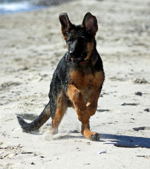 german shepherd dog puppy beach play