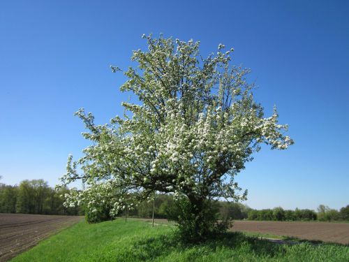 germany tree trees