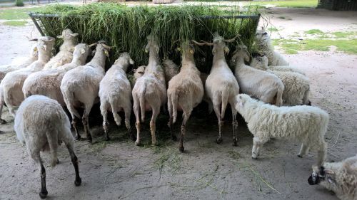sheep farm zoo