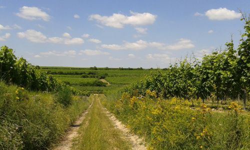 germany rheinhessen osthofen