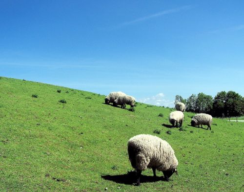 sheep germany europe