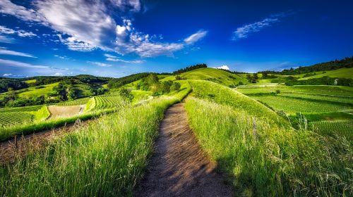 germany vineyards landscape