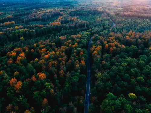 germany black forest fall