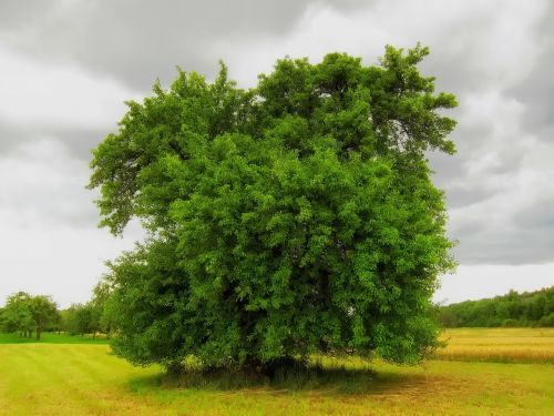 germany tree nature