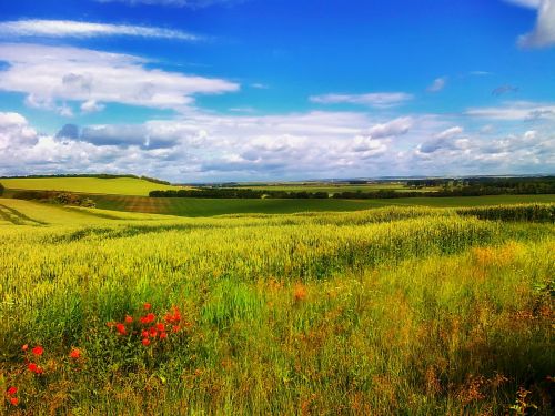 germany landscape wildflowers