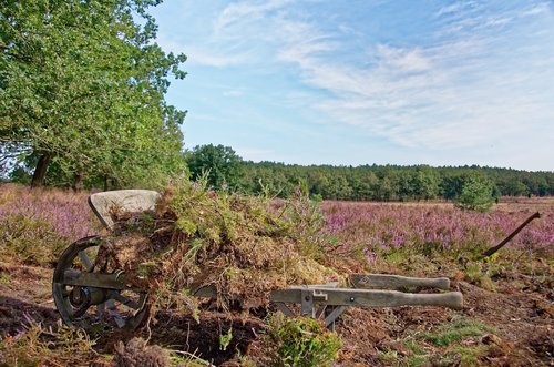 germany  lüneburg heath  heathland