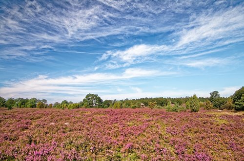 germany  lüneburg heath  heathland