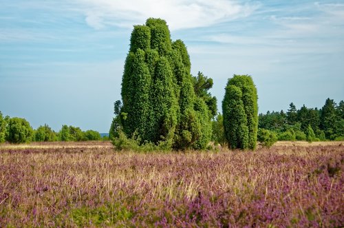 germany  lüneburg heath  heathland