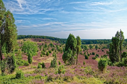 germany  lüneburg heath  heathland