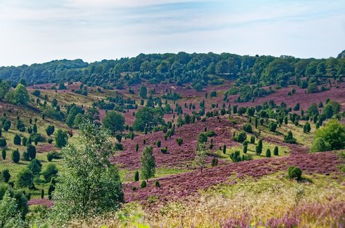 germany  lüneburg heath  heathland