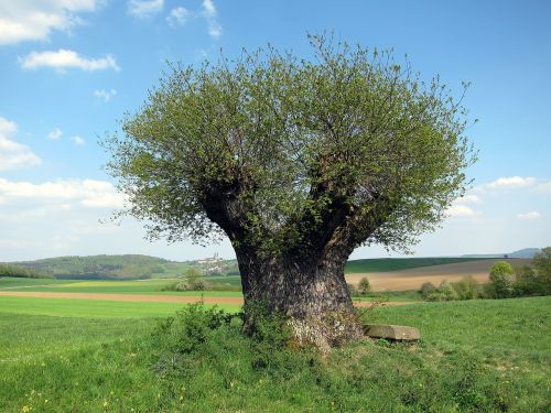 germany landscape tree