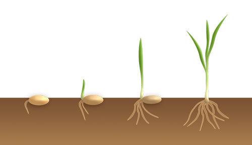 germination  monocotyledon  sprout