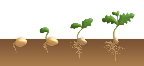 germination  dicotyledon  sprout