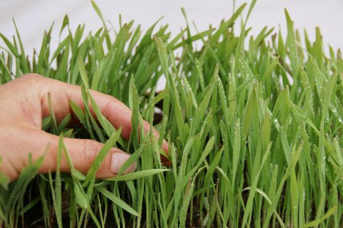 germination grass plant