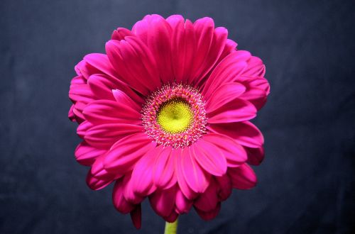 germini flower pink