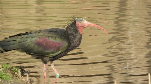 geronticus eremita  ibis rock  by the water