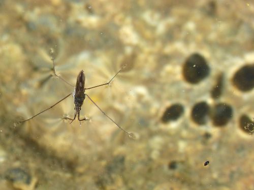 gerridae sabater aquatic insect