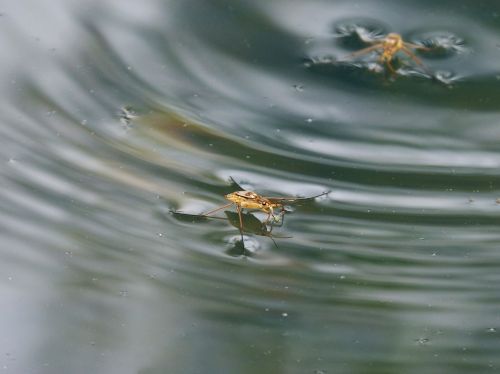 gerridae guerrido aquatic insect