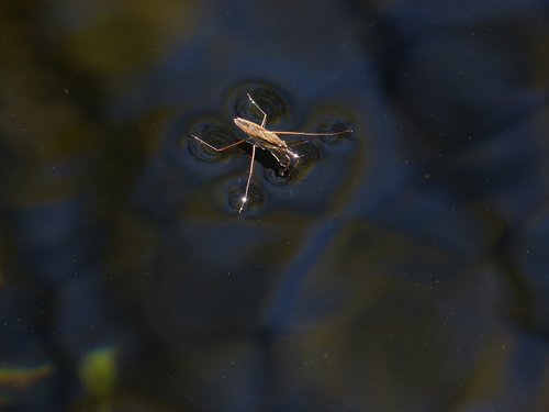 gerridae  sabater  aquatic insect