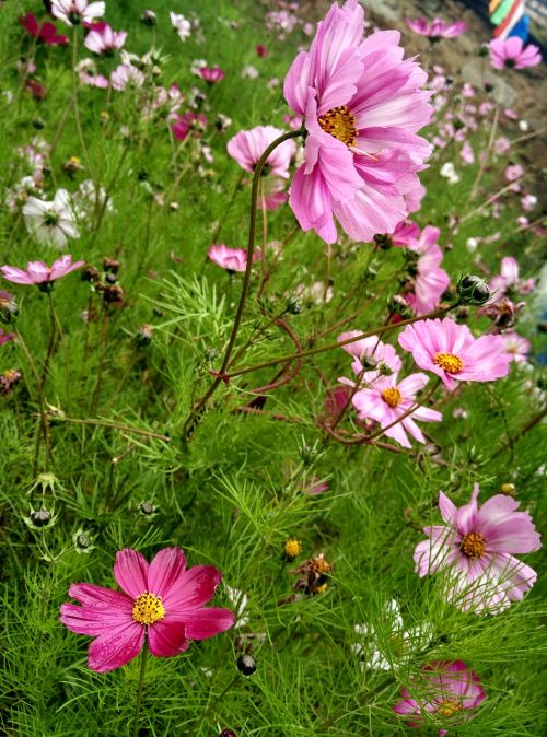gesanghua aden wild flowers