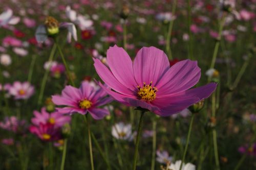 gesanghua pink flowers