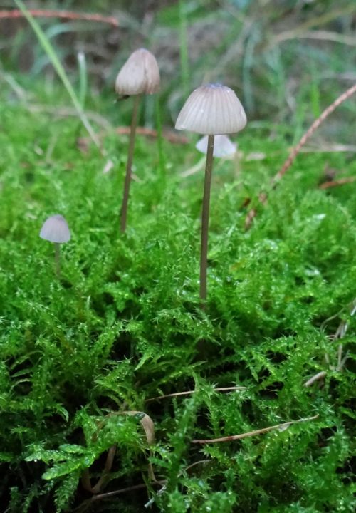 Coprinellus Disseminatus