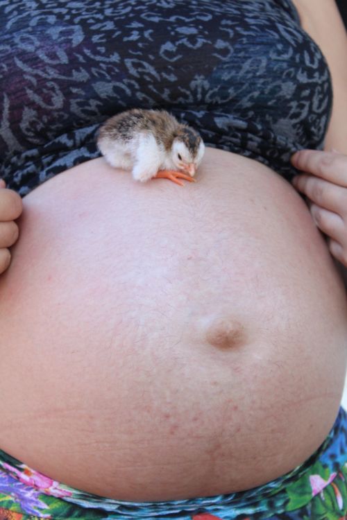 gestation pregnancy chick