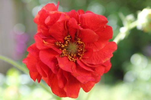 geum avens flower