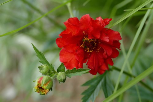 geum  garden  blossom