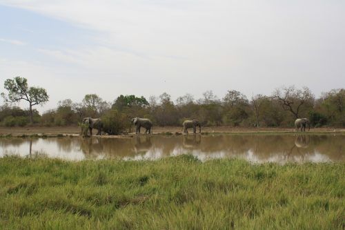ghana elephants natural reserve