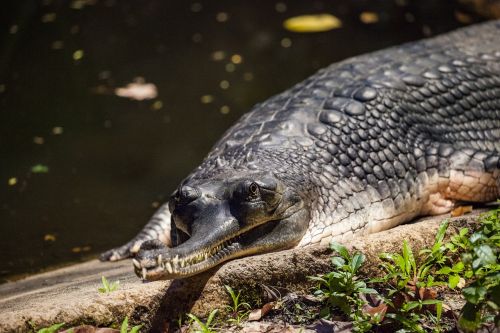 gharial gavial real gavial