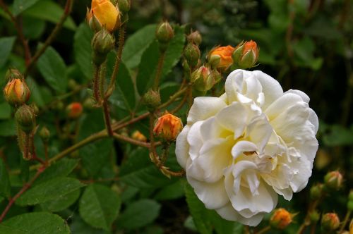 ghislaine de filigonde rose rampler rose