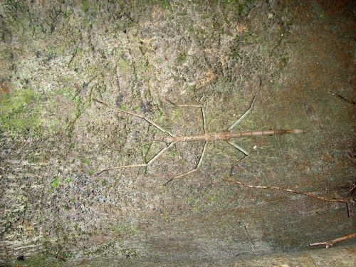 ghost insect stick insect camouflage